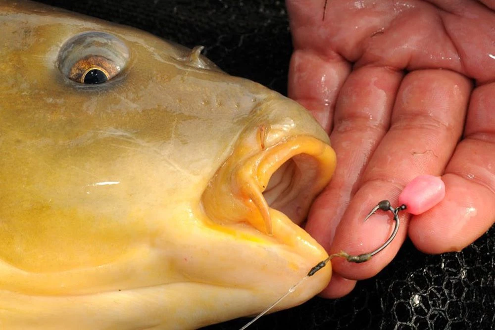 Best Pirce 😀 Korda Pop-Up Maize Bait & Additives ✨ - Image 7